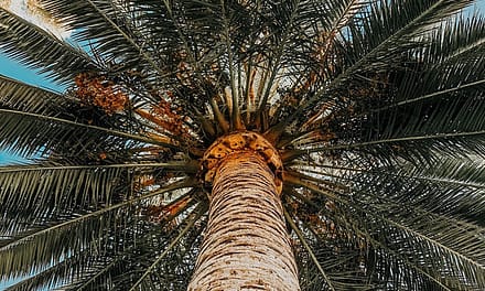 How To Sell A Palm Tree?