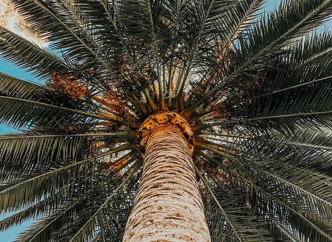 How To Sell A Palm Tree?